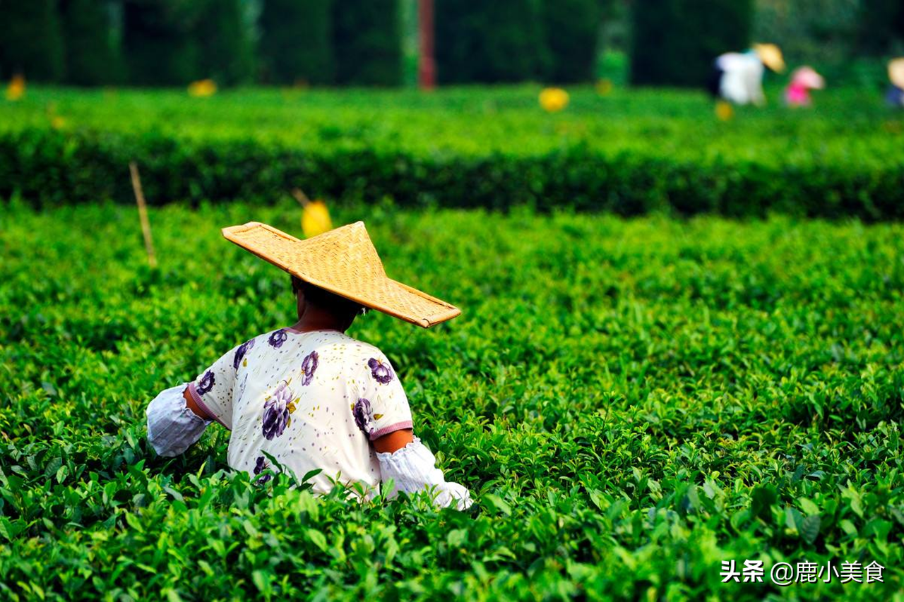 中国哪里的茶好喝？行家常喝这3款，你喝过没？