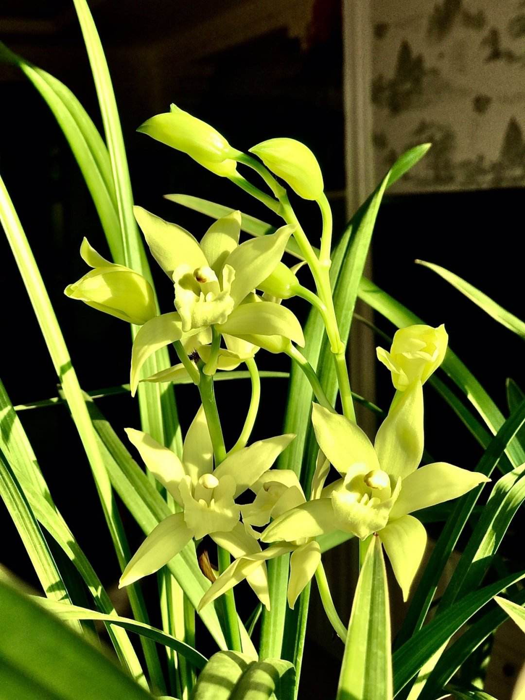花的種植,花的種植方法和過程