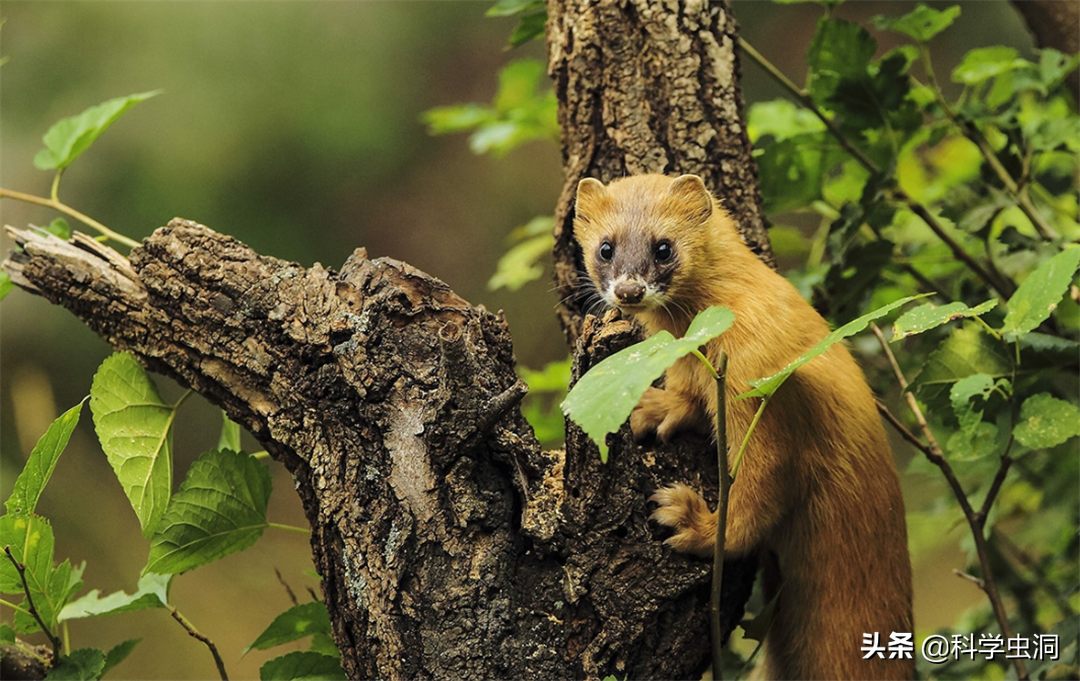 24年前的黄鼠狼"讨封"事件,究竟是真是假?