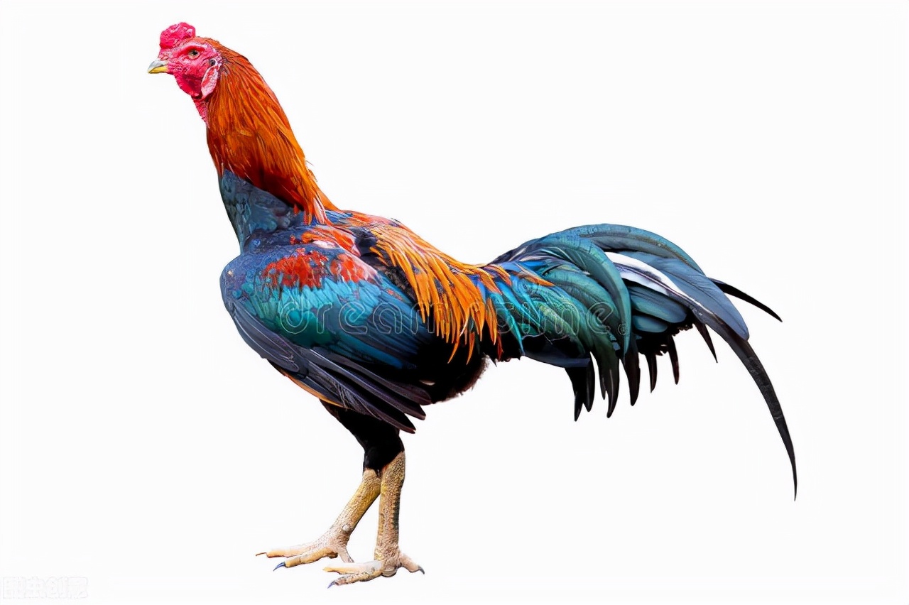 9,法国国宝:高卢鸡驼鹿是世界上最大的鹿科动物,驼鹿属下共有2个物种8