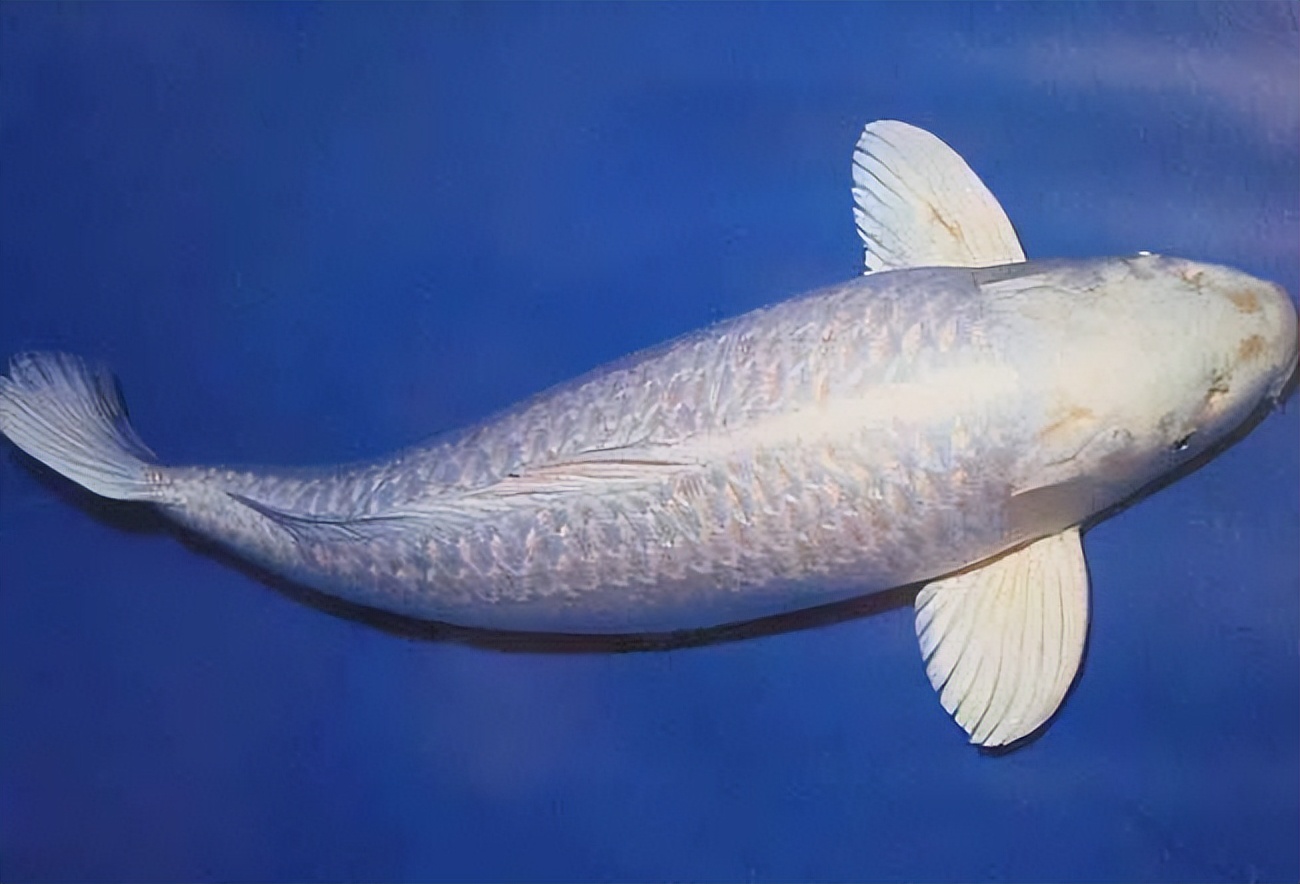 浙江男子市场买鱼,却偶遇"黄金龙凤锦",身披黄金甲,仿若天龙