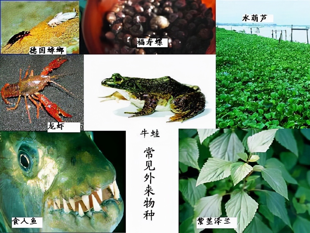 “恶魔之花”胞姐“水中杀手”入侵广东！为何不敢吃？究竟有多毒