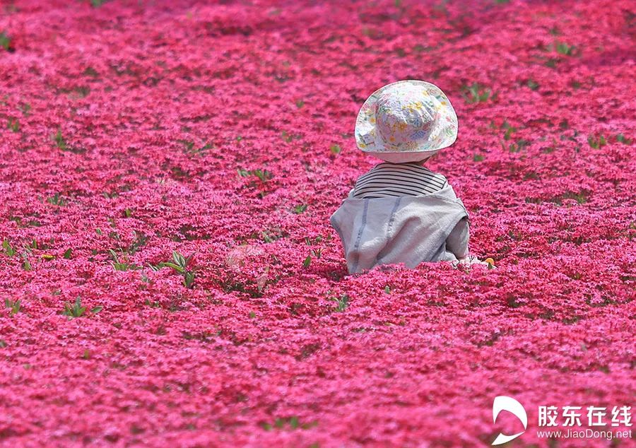 在烟台，追赶花期，听花开的声音！