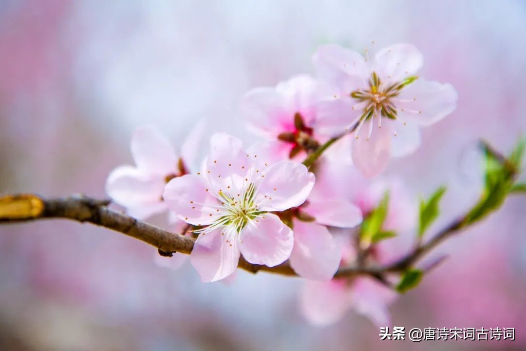 桃花映水，春意分外浓