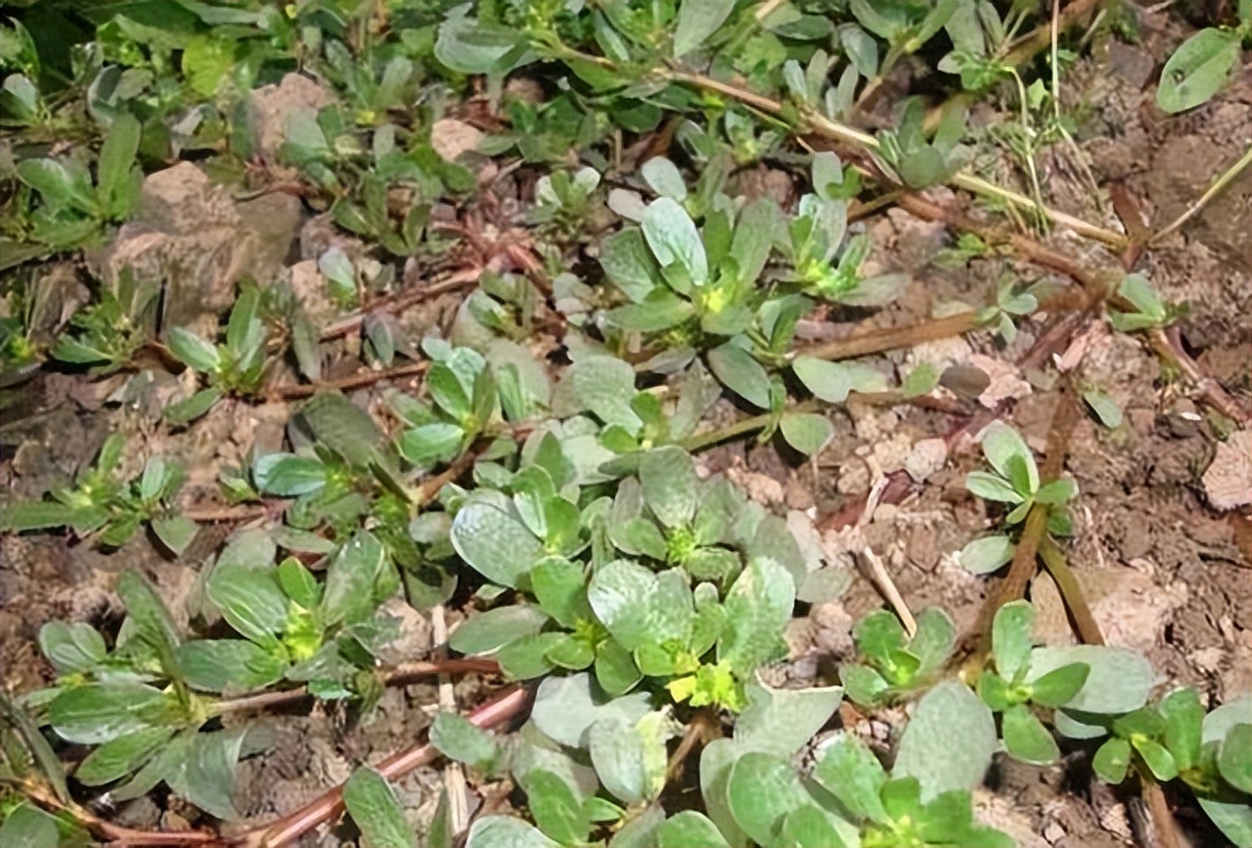 马齿苋能去白发（盘点这2种植物是白发克星）