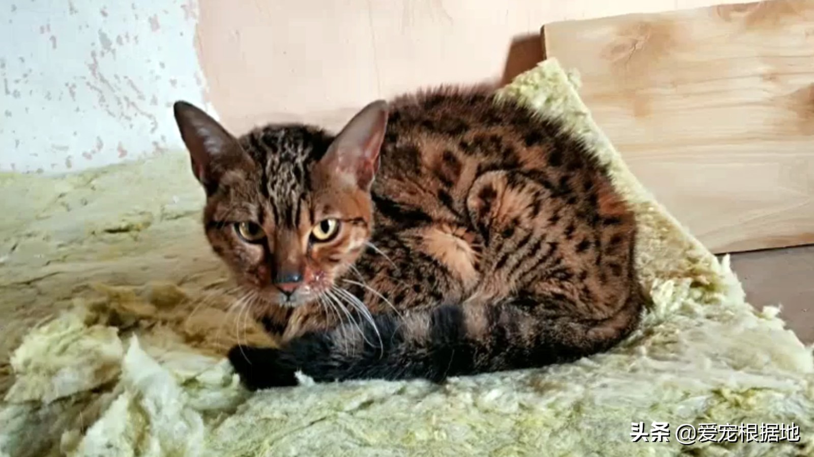 孟加拉猫多少钱一只(价值上万的孟加拉豹猫) - 价格百科