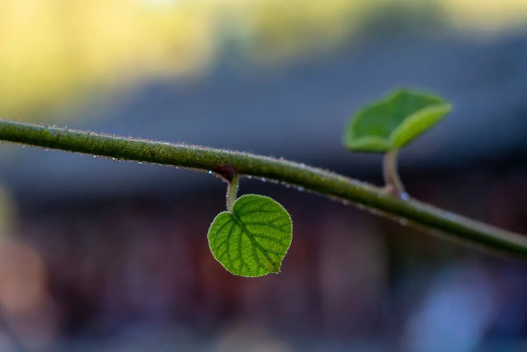 《菜根谭》经典20句，为人处世的法宝！