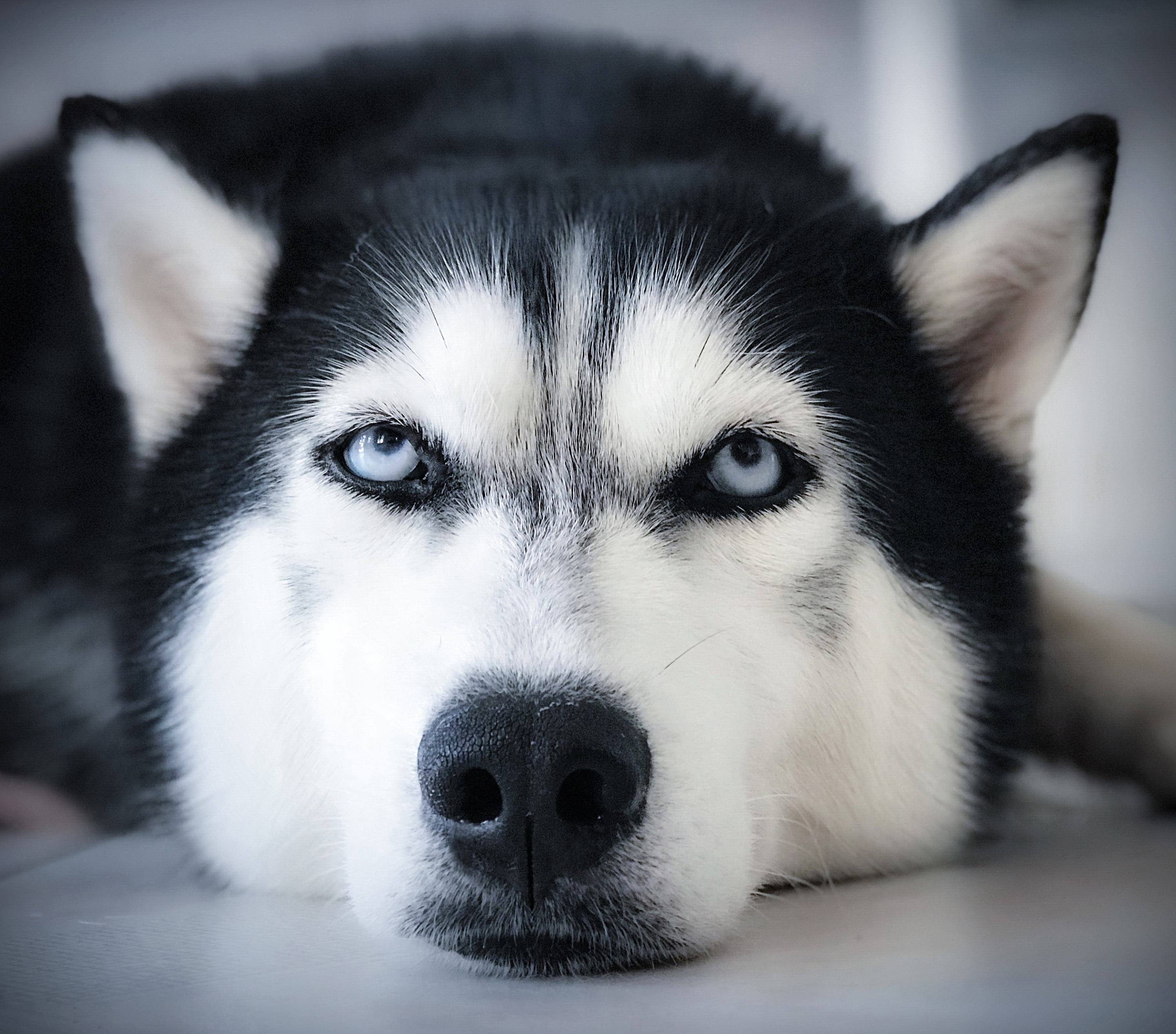 "买狗一时爽,养狗火葬场",养这3种狗请三思