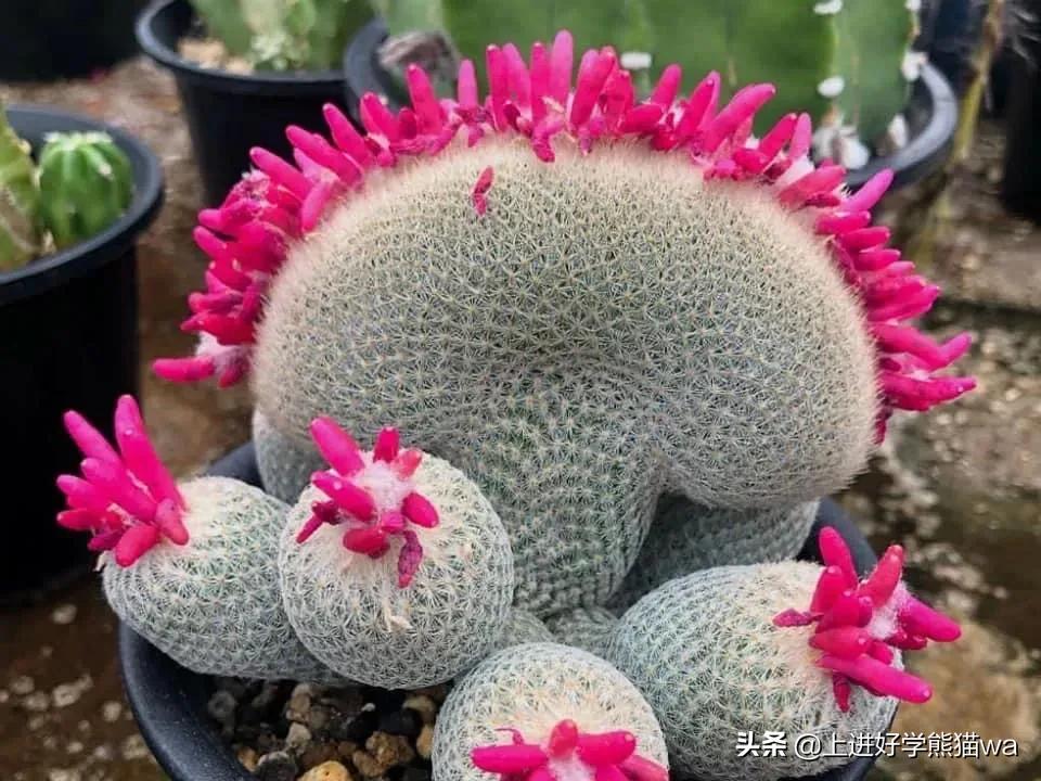66种罕见仙人掌,花团锦簇,艳丽无比