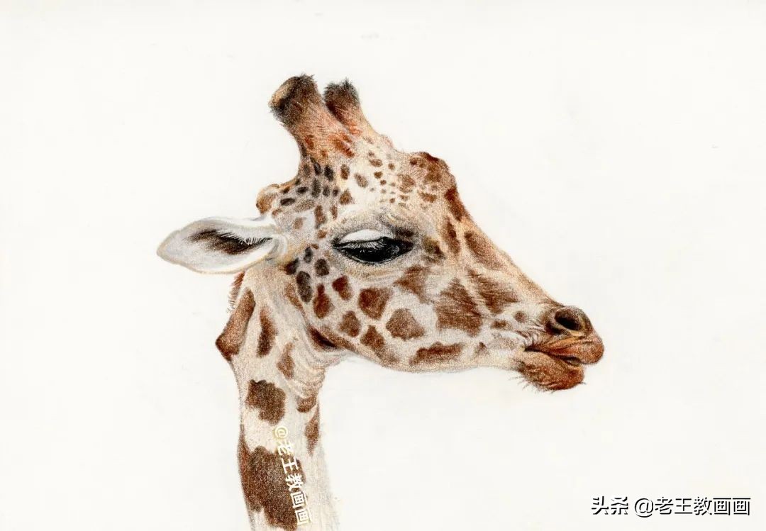 动物怎么画才生动？教你画一只长颈鹿