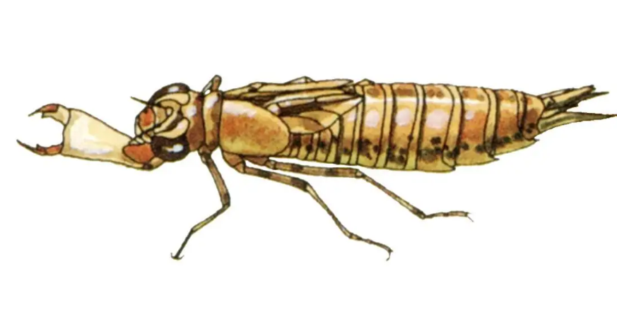 蜻蜓的幼虫水虿凶猛的猎食者异形的原型