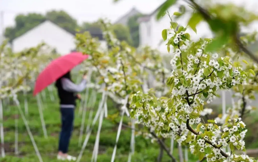 「诗词鉴赏」春门俱是看花人，十二首看花的诗词，看尽春花烂漫