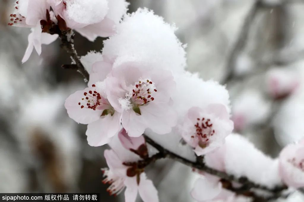 当春花遇上春雪，看京城别样的诗意与浪漫~