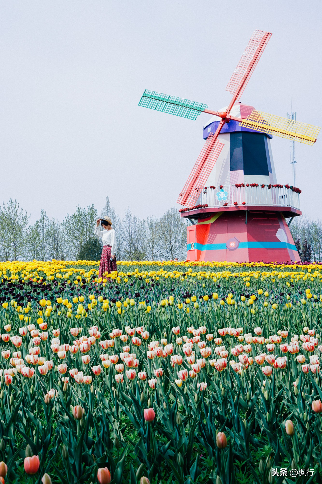 被吹爆的中山公园郁金香花海,到底值不值得?