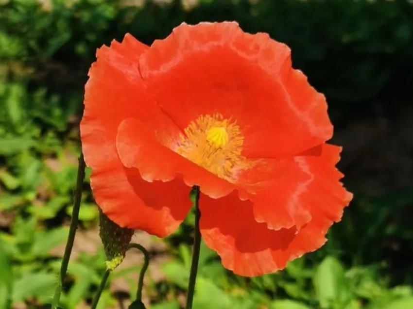 美人美花美心情！这7个花中“美人”娇艳欲滴，国色天香