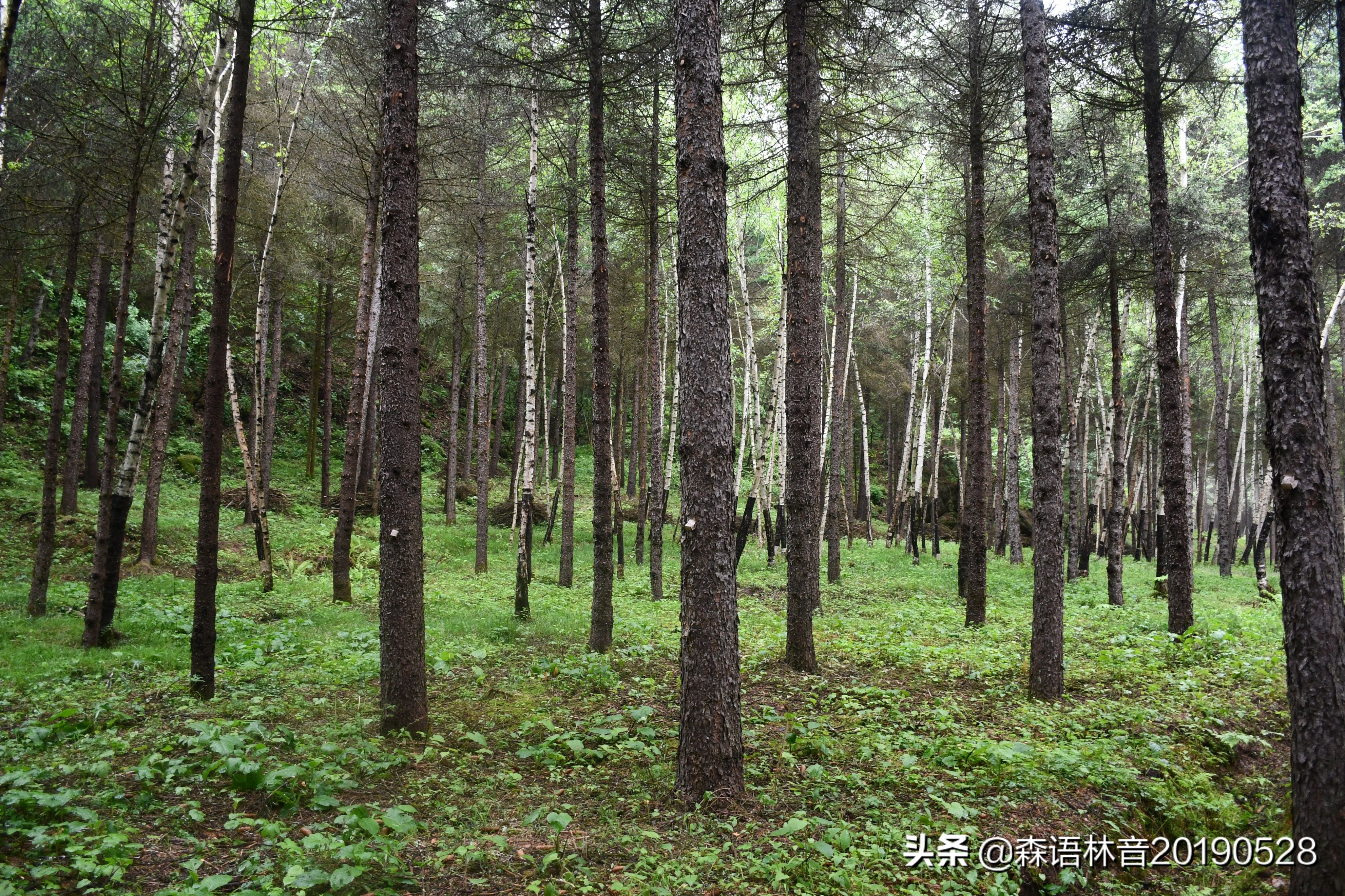 烟雨通天河 丹青水墨画——送你一个夏天“趣”通天河的理由