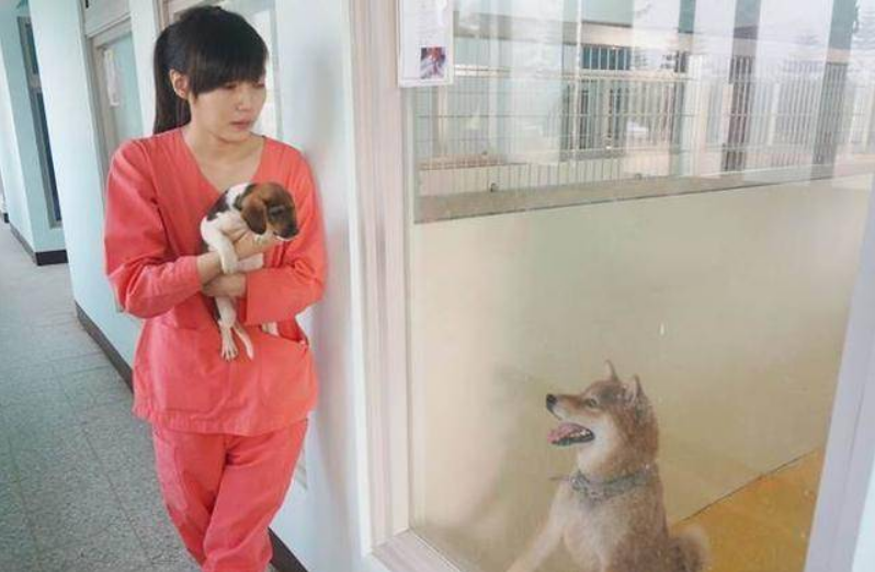 2016年，台湾女孩给700只狗安乐死后，将最后一针给了新婚的自己