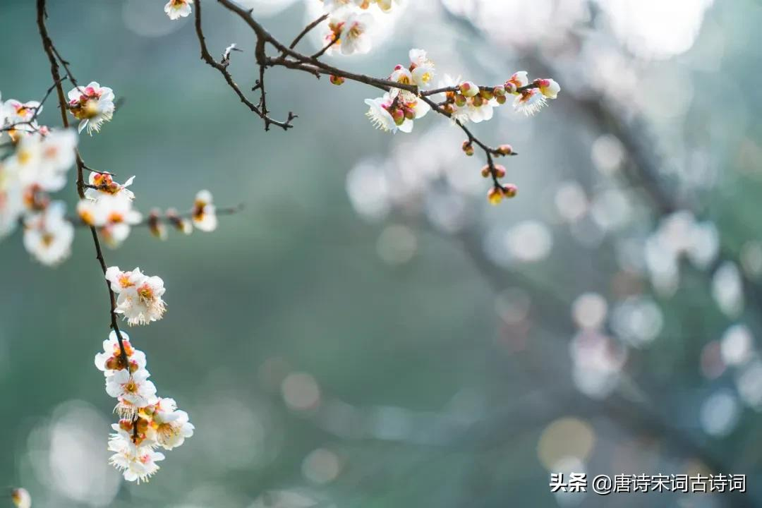 梅花，怎么样都好看