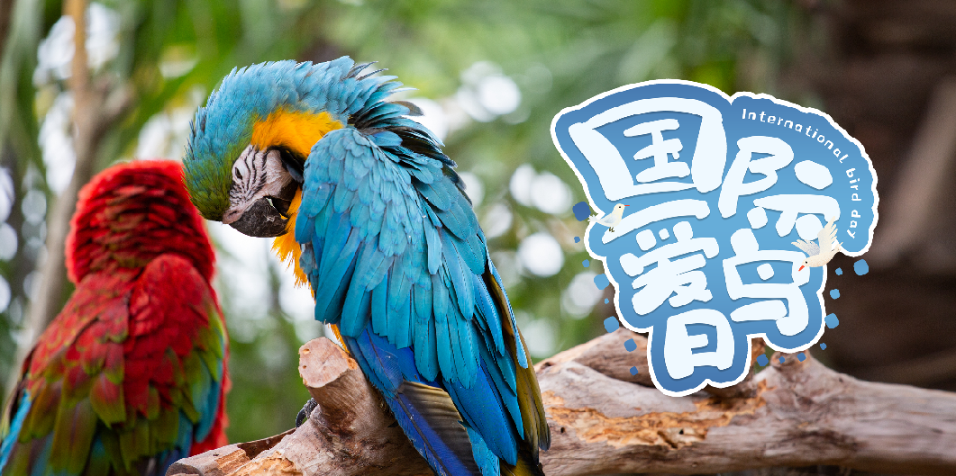 国际爱鸟日｜保护生态环境 爱护鸟类朋友
