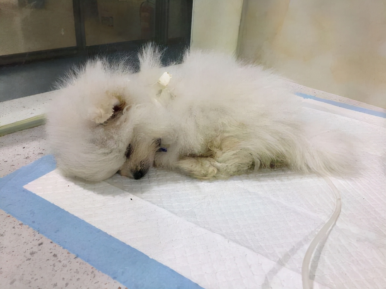 博美犬肚子里有虫的症状  驱虫应该多长时间一次