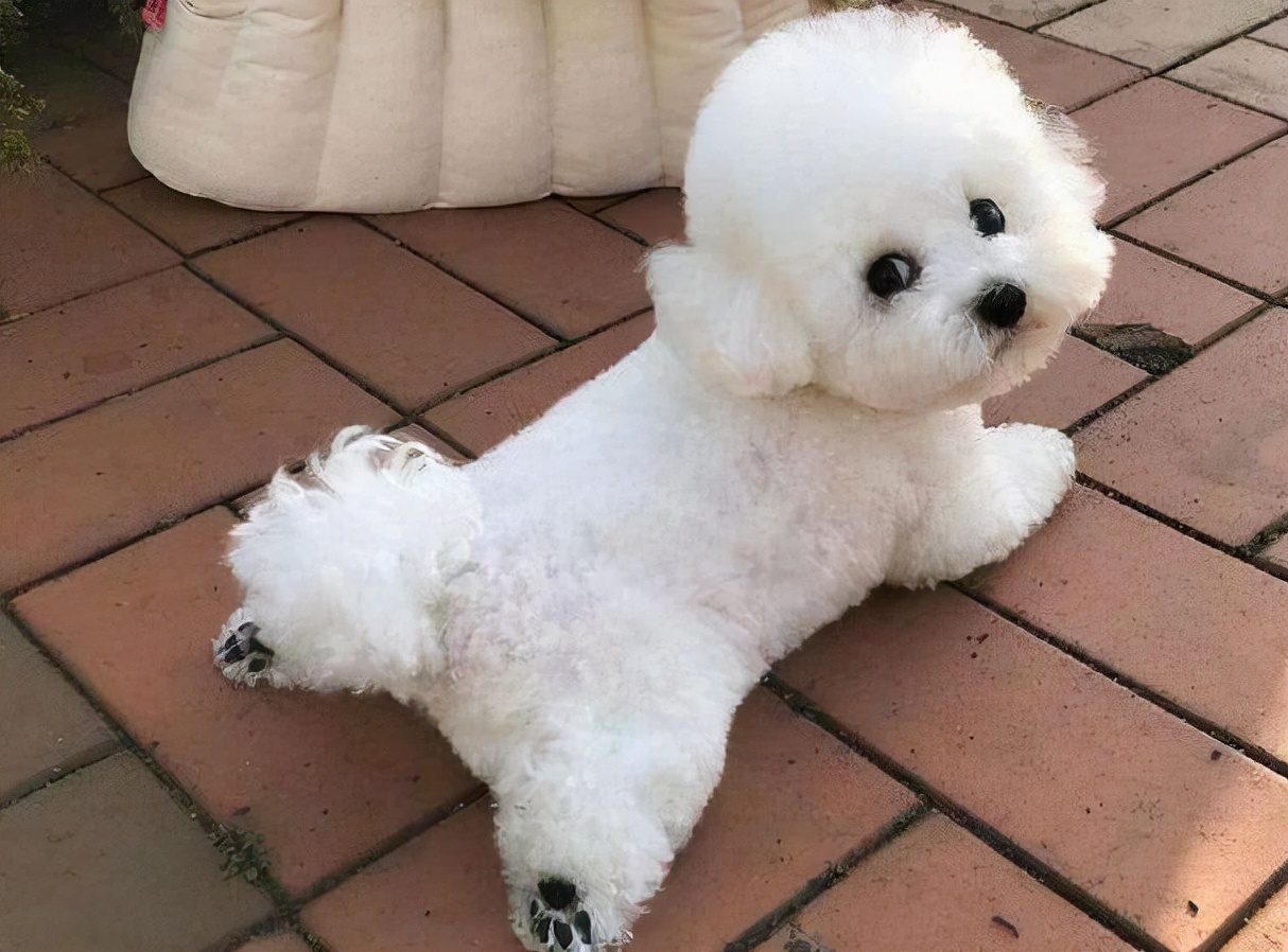 5大点,带你看完"比熊犬"的一生