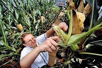 为什么菲律宾推广转基因作物，而且是主粮？（本文建议收藏）