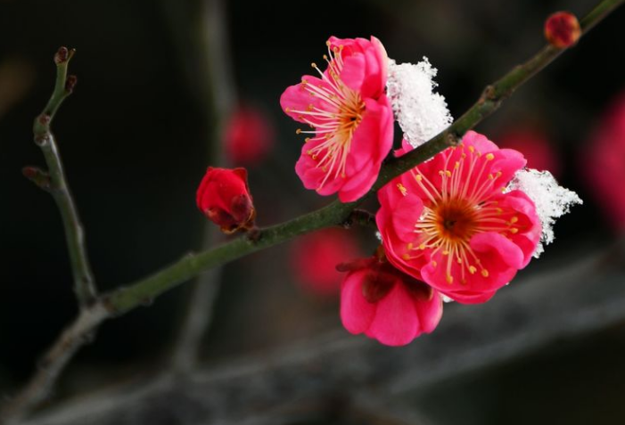 诗词鉴赏-梅雪任争春，十首红梅的诗词，红梅花儿开，朵朵放光彩