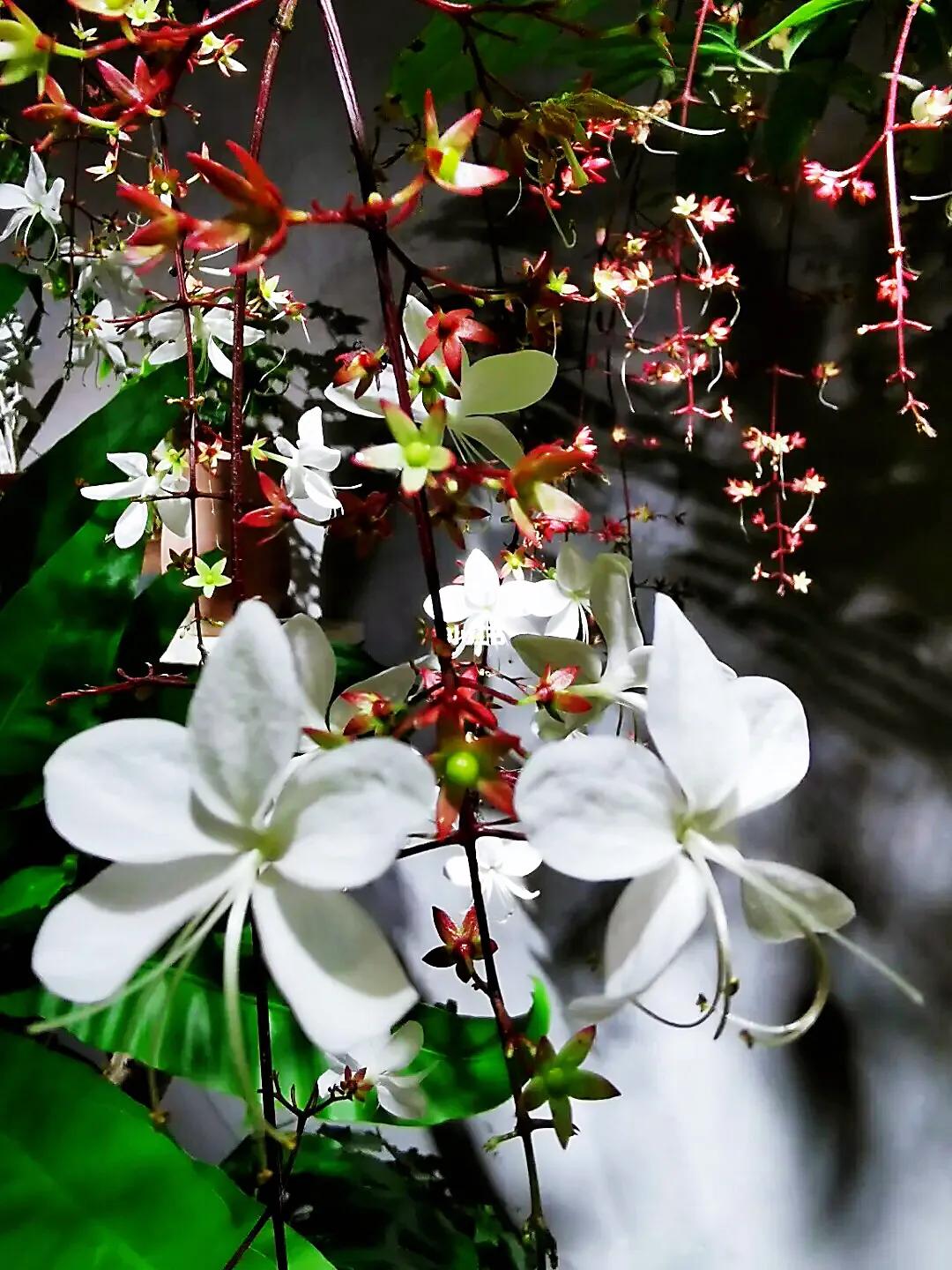 垂丝茉莉～花如蝴蝶翩翩舞，香似茉莉沁心脾