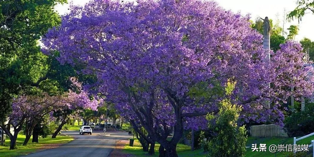 40款观花乔木,各有乾坤的开花高手