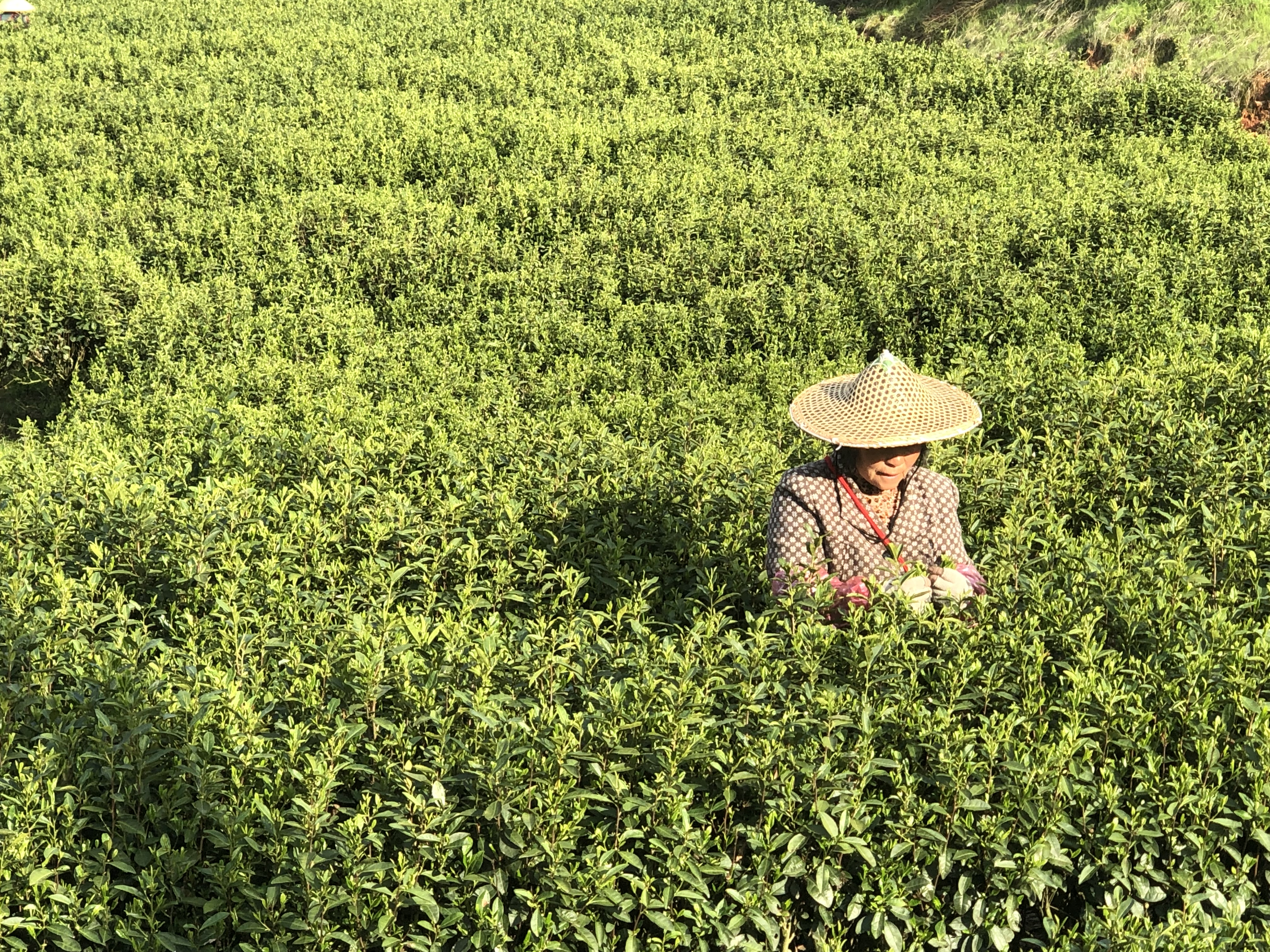 江西上饶：天气晴好采茶忙