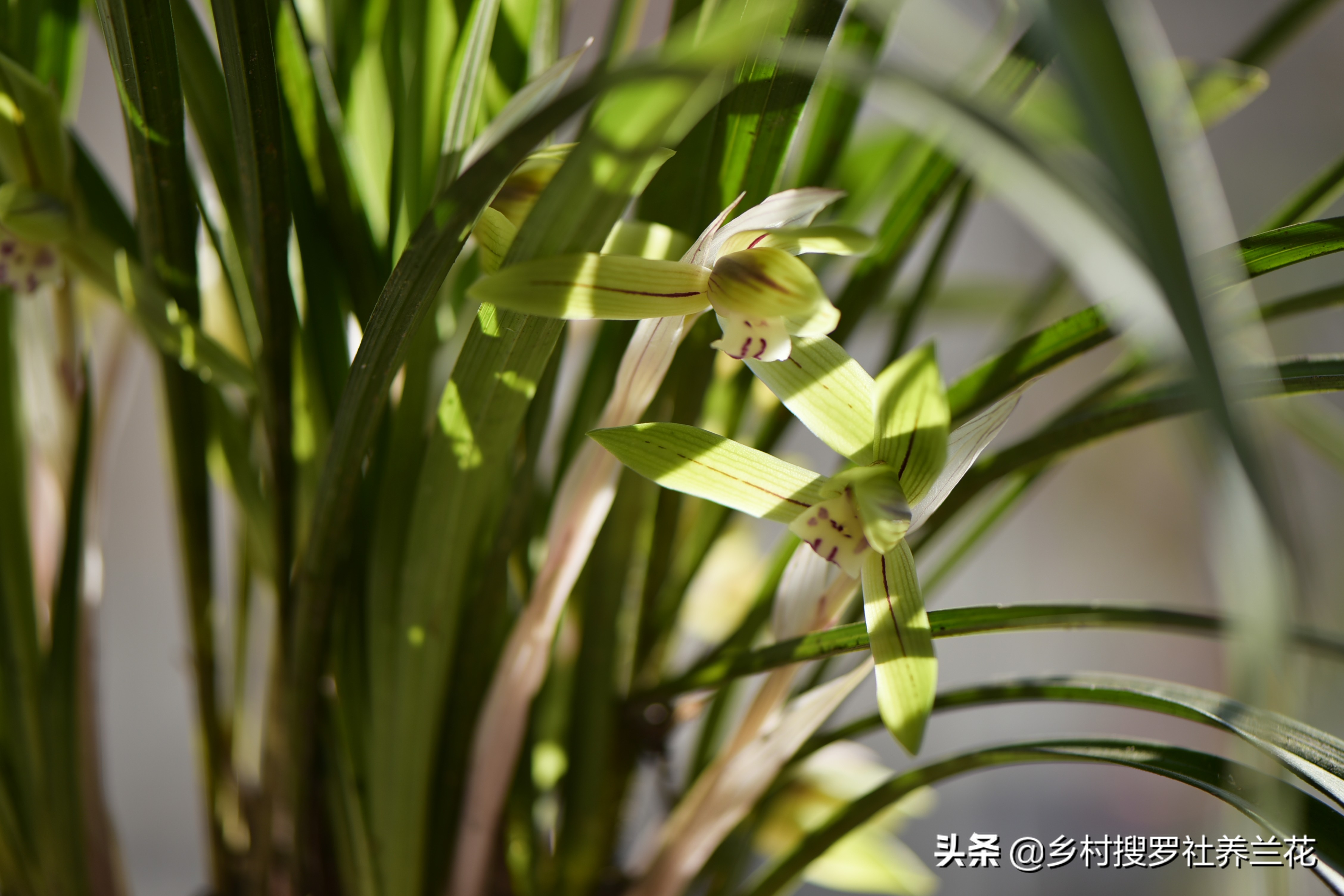 掌握3个核心数据，家里阳台养兰花，开花率不比专业兰园差