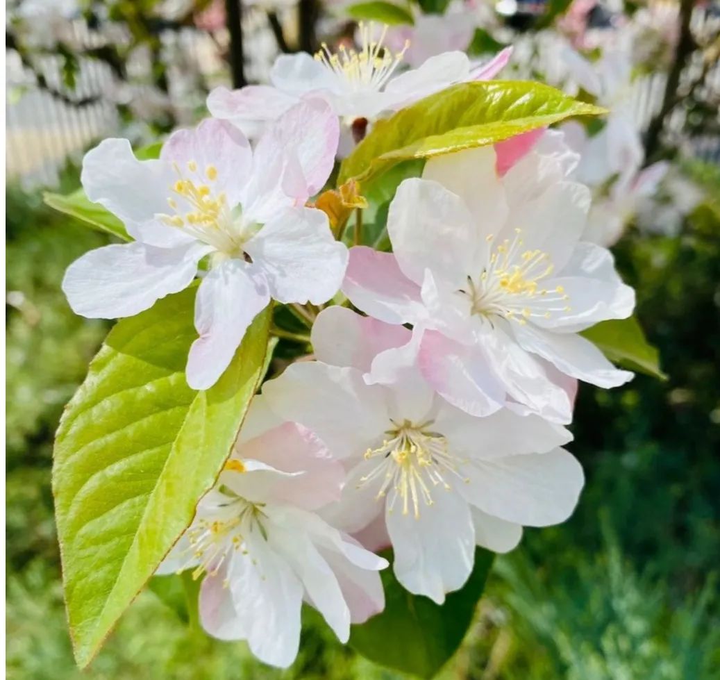 法云赏花小感：愿如花儿一般从容平淡