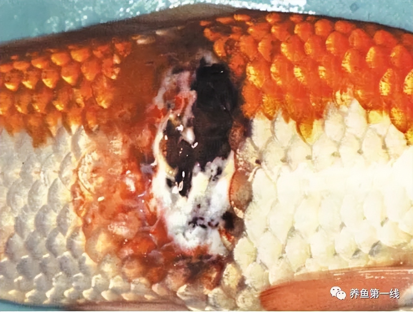 鲤浮肿病毒(CEV)：鲤浮肿病研究进展与治疗鲤传染性水肿病的探讨