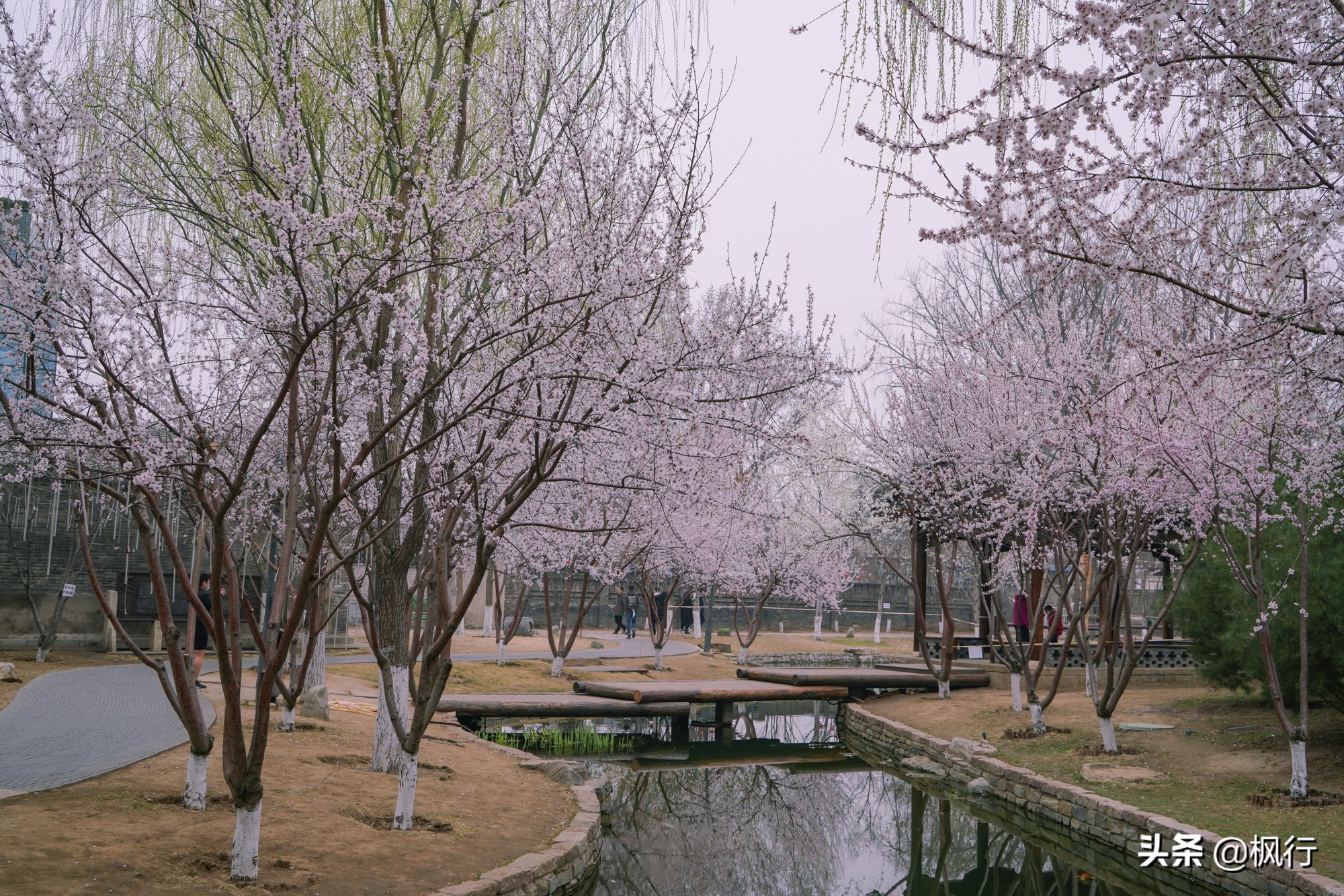 一夜之間，北京前門這個小公園，因為絕美桃花出瞭名；附拍攝攻略
