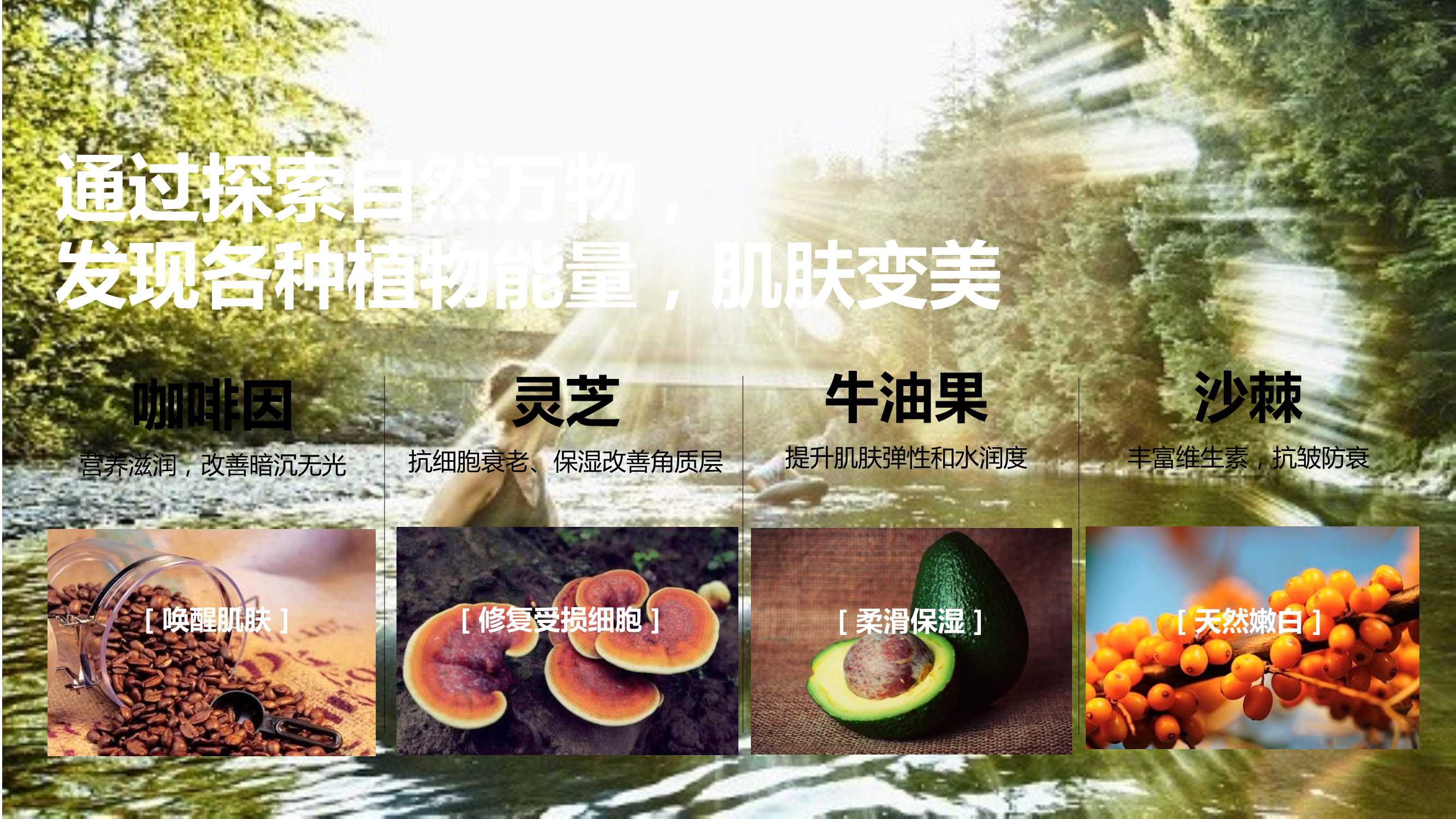 韦博士灵芝焕能精华水品牌传播案「PPT」
