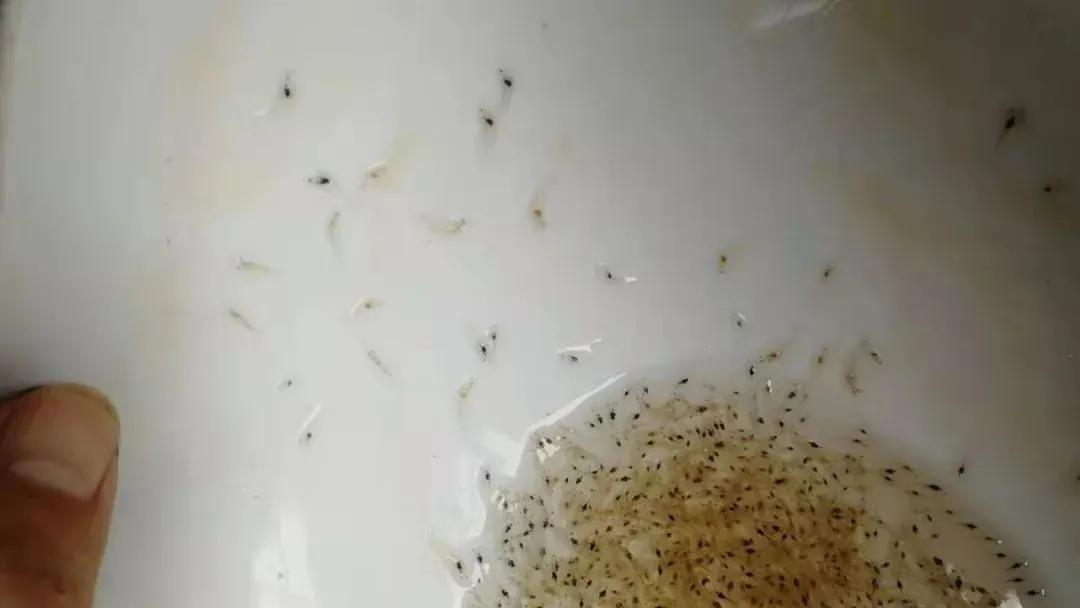 南美白对虾，玻璃苗，白苗，致死率高达70%以上