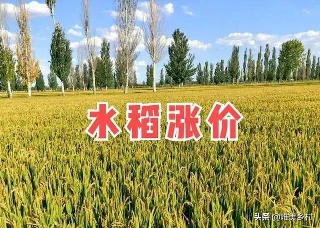 2022年，要提高粮食收储价格？八年之痒，发改委走出关键一步