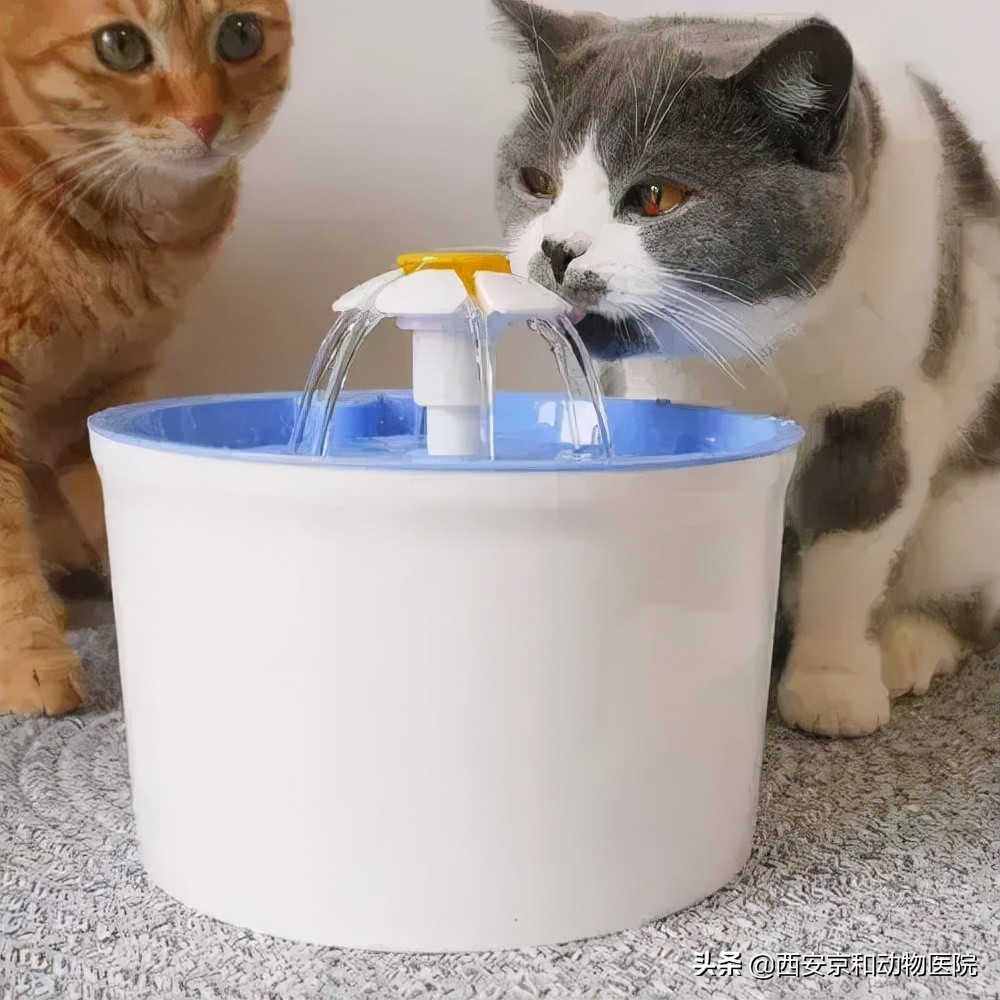 猫咪到底该不该绝育？