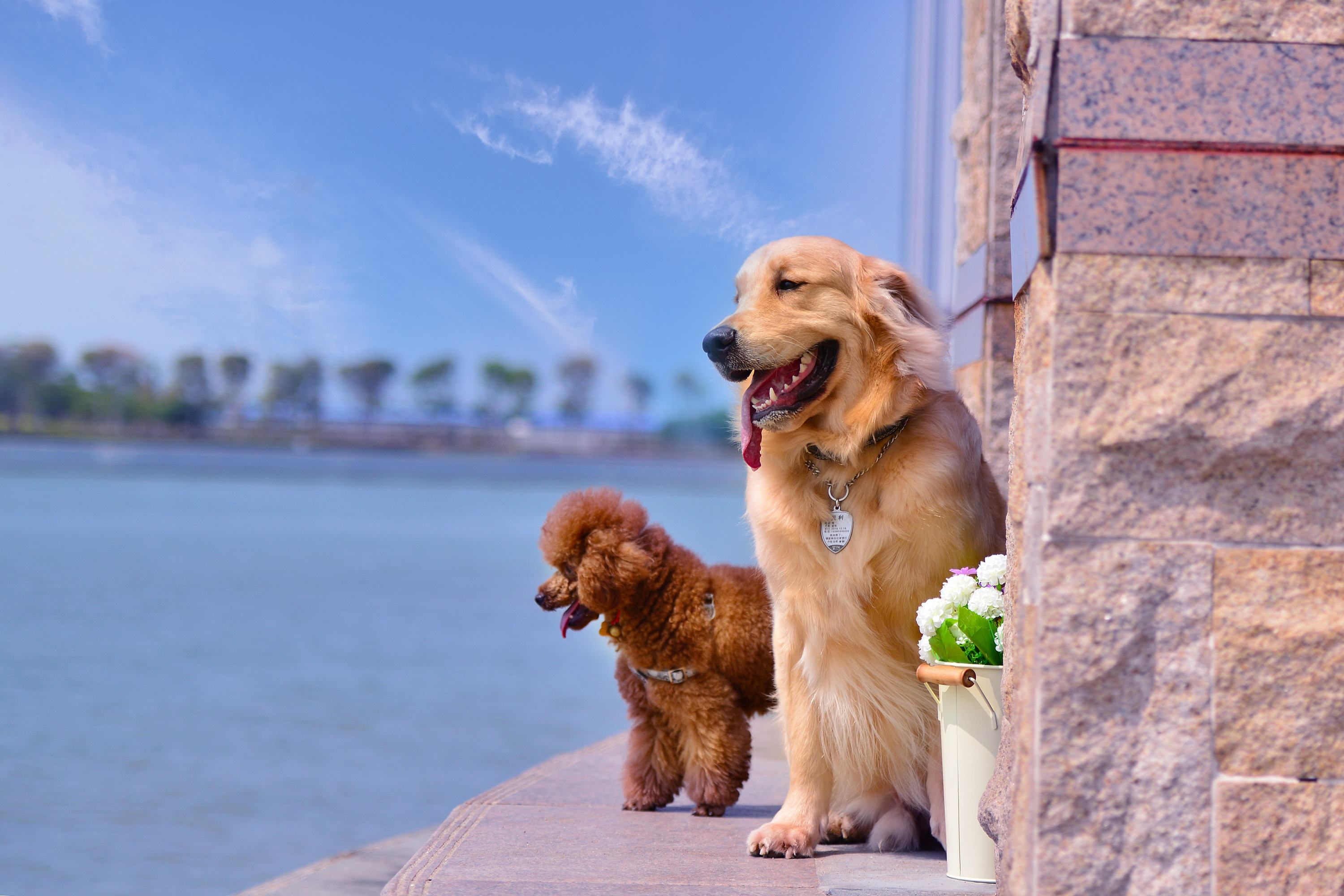 金毛犬到底怎么训练的?网友:家有"废狗"