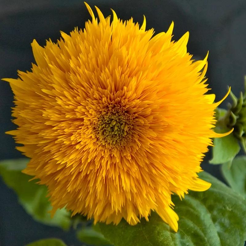 花朵美图｜温柔甜美的初吻、大丽花、耧斗菜花朵合集160张