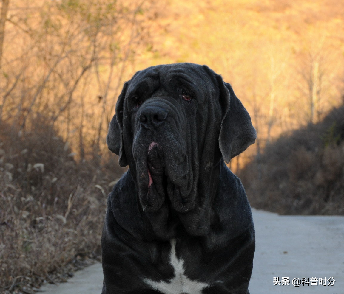 世界上凶猛的十种狗，日本土佐犬上榜，藏獒排名第二