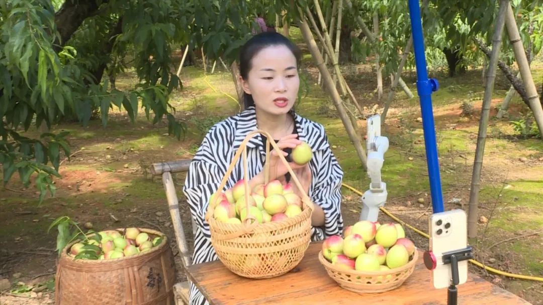 「全面推進鄉村振興」連城四堡：油桃壓滿枝 果農采收忙