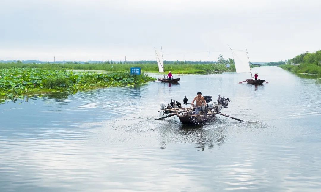 大美微山湖 | 盛夏去微山湖,来场"绿色"相约