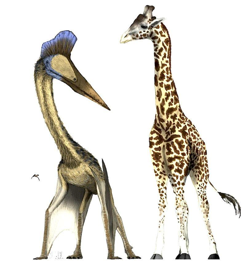 风神翼龙|对地球上有史以来最大飞行动物的新认知