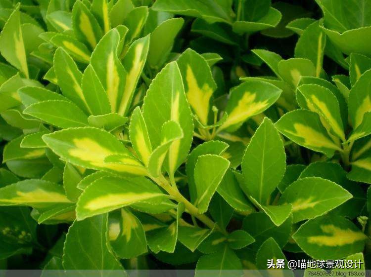 私家庭院景观设计：适合南京、合肥一带种植的常绿灌木
