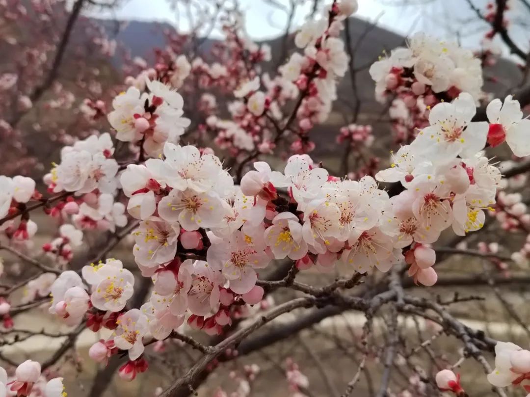 美好三月：愿你不负春光，向阳而生