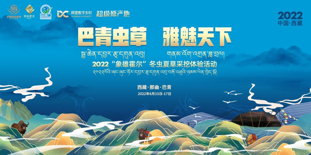 又到一年虫草季，虫草采挖看巴青