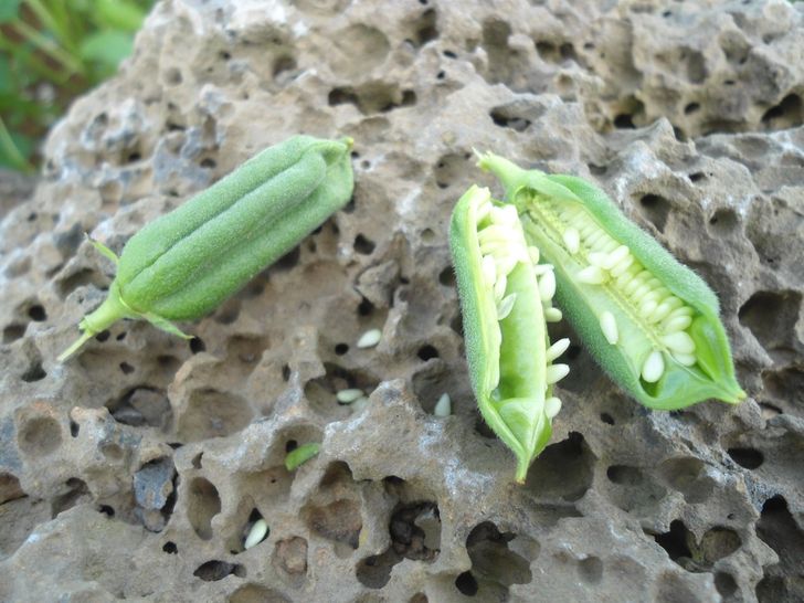 16种水果蔬菜未成熟前的样子，你能认出几个？黑胡椒长这样