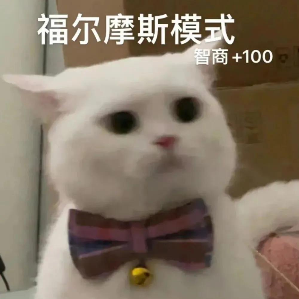 搞对象用的可爱猫咪表情包 谁又会在乎我的感受呢