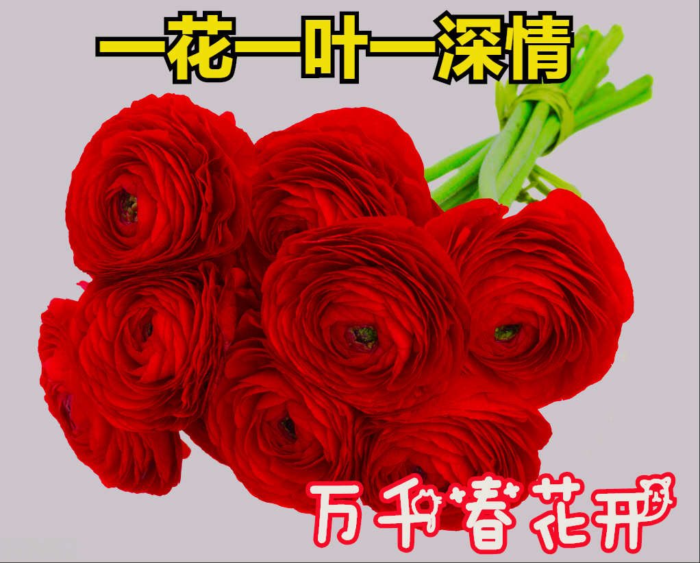 一花一叶皆深情，女人爱花如爱己